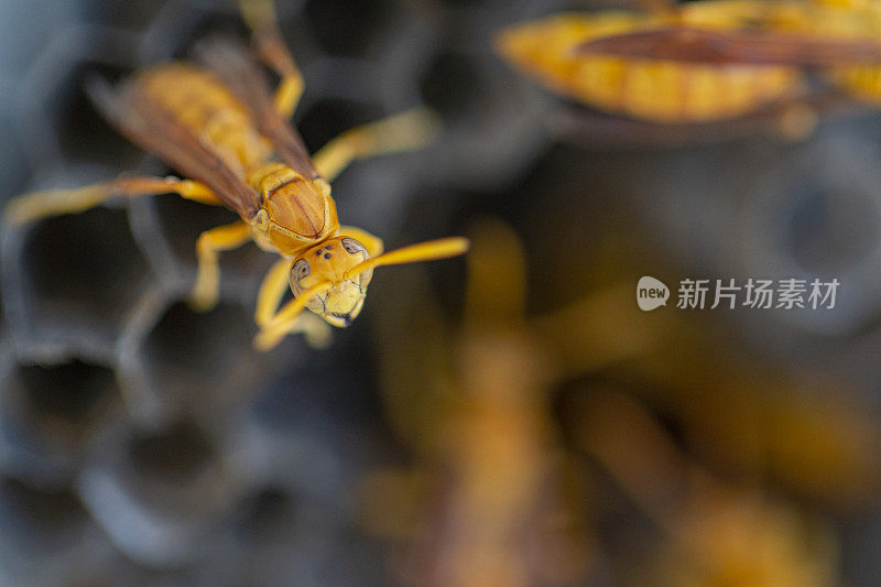 波里斯特斯希布雷乌斯 - 留尼汪岛